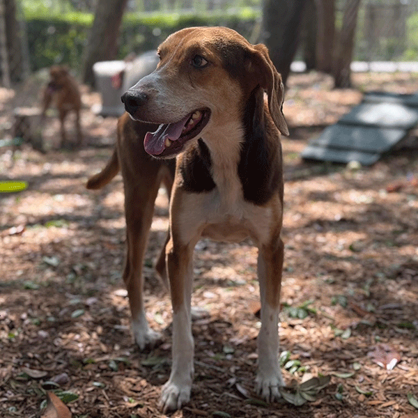 Brown and White Dog standing with tongue hanging out