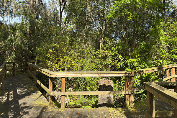 A wooden walkway through a marshland