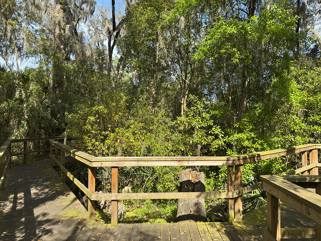 A wooden walkway through a marshland