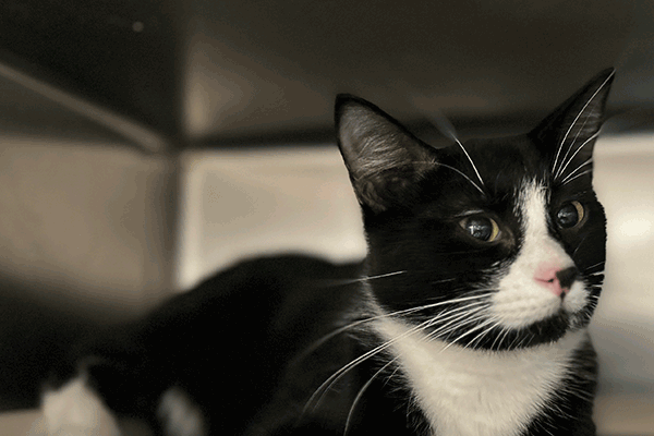 Black and white cat laying down