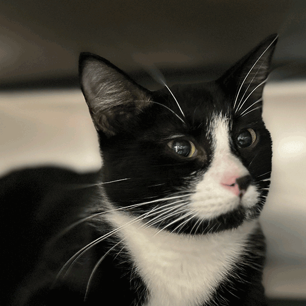 Black and white cat laying down