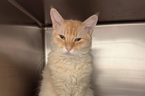 Orange tabby sitting straight up looking at you