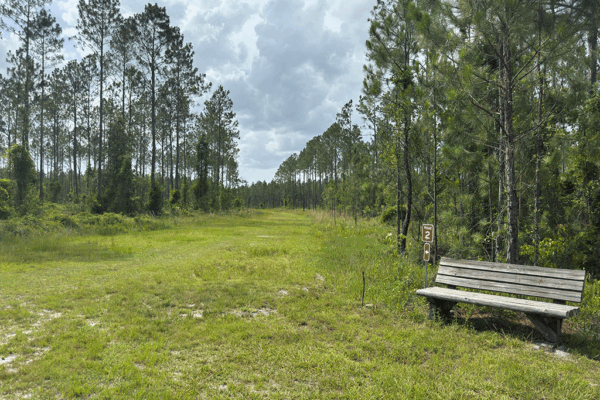 A wide, grassy path through the forest with a wooden bench next to it.