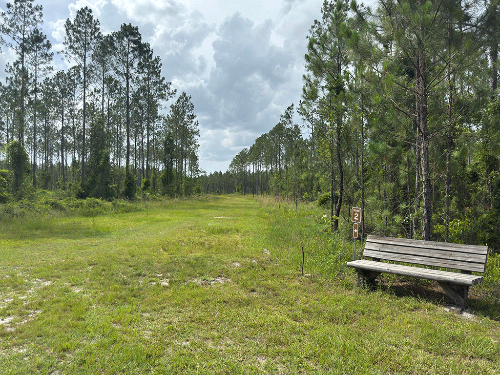 A wide, grassy path through the forest with a wooden bench next to it.