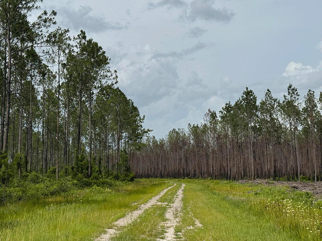A wide, grassy path curving through a forest