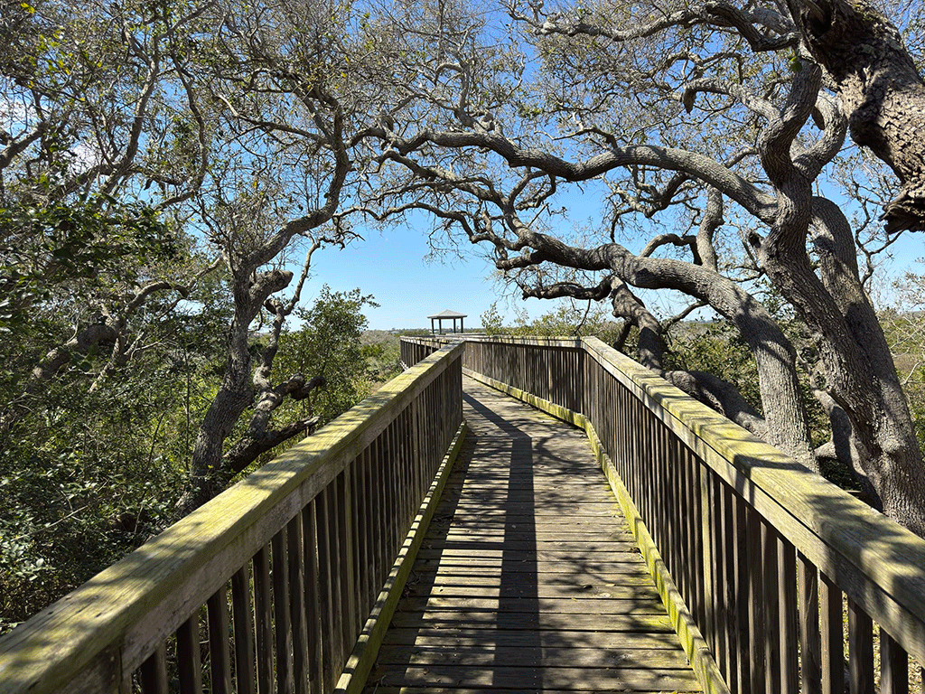 A wooden walkway leading through trees to a marsh overlook.