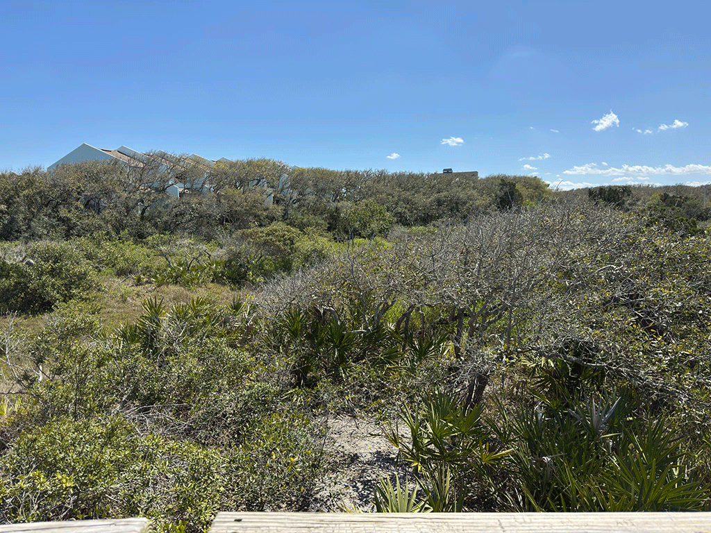 A view of a marsh and some nearby houses from an overlook