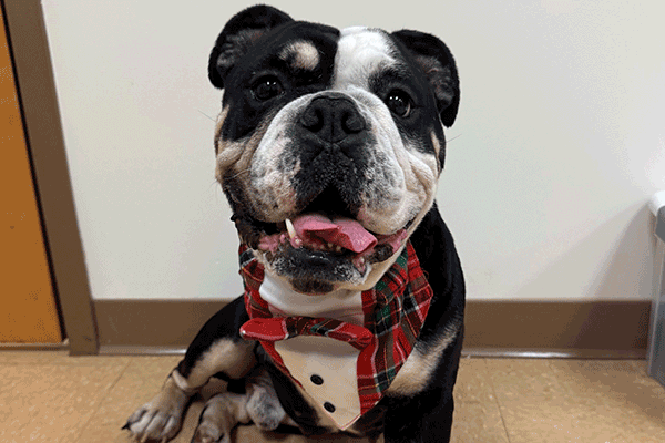 Black and white dog wearing a red and white plaid bowtie vest