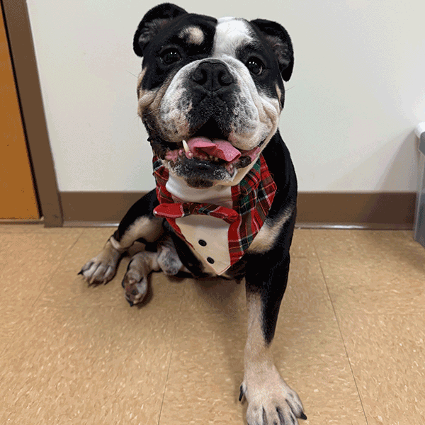 Black and white dog wearing a red and white plaid bowtie vest