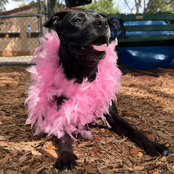 Black dog with a pink fluffy scarf smiling at you.