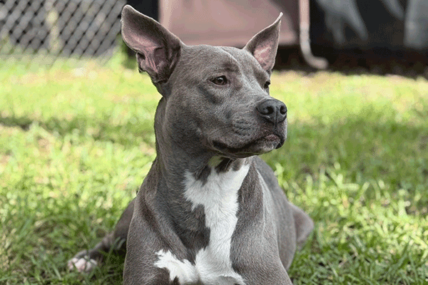 Gray and white dog laying on green grass with his ears up