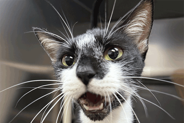 Black and white cat with green eyes looking with her mouth open