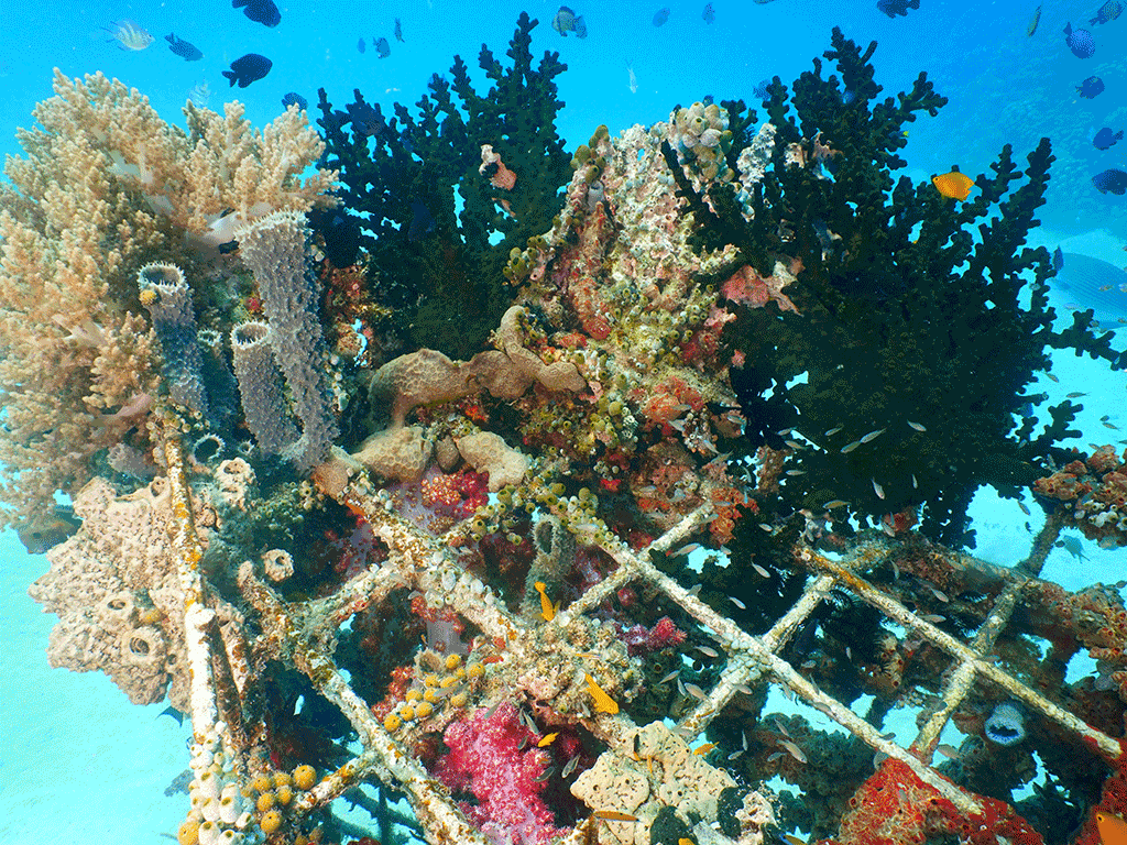 A colorful coral reef with fish swimming near by