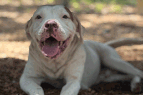 White and Tan dog laying in the mulch smiling at you.