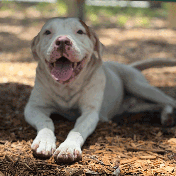 White and Tan dog laying in the mulch smiling at you.