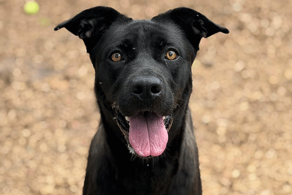 Black dog with a white marking on chest sitting with tongue sticking out.