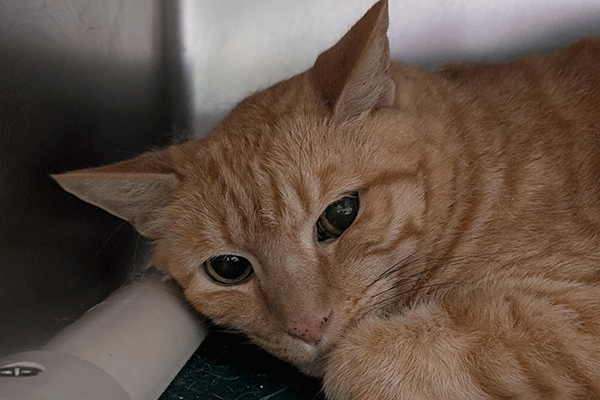Orange tabby cat resting his head on white and green bed