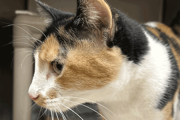 Calico cat looking away standing on a white towel