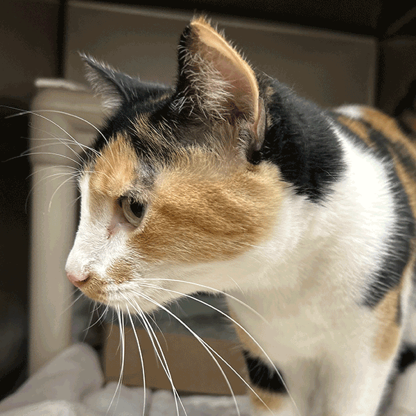 Calico cat looking away standing on a white towel