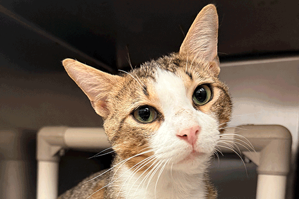 Brown and White Tabby with hazel eyes looking at you.