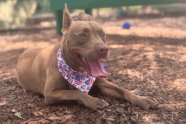 Brown and white dog with a red, white and blue bandana laying on the mulch smiling.
