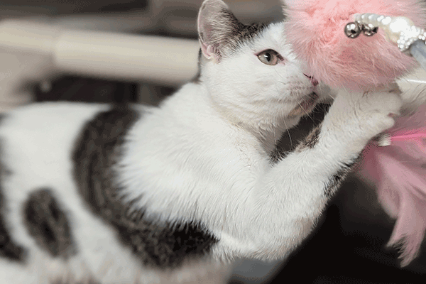 White and Brown Tabby playing with a pink feather toy