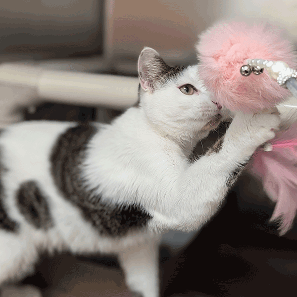 White and Brown Tabby playing with a pink feather toy
