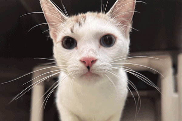 Siamese White Tabby with hazel eyes looking into the camera