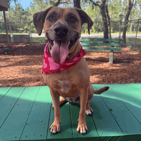 Brown dog sitting on a green bench wearing a red scarf