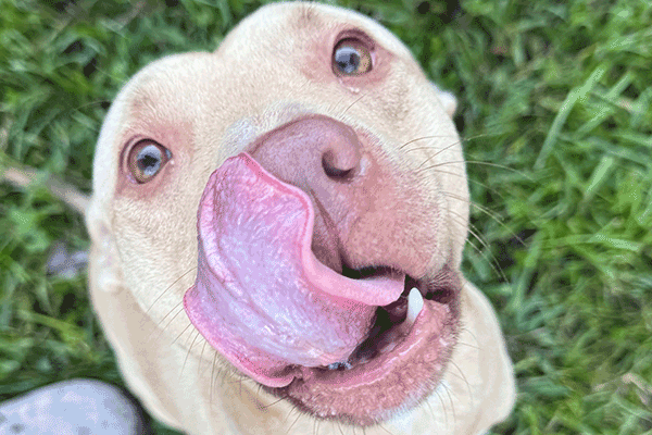 Tan dog sitting on a green grass licking his nose.