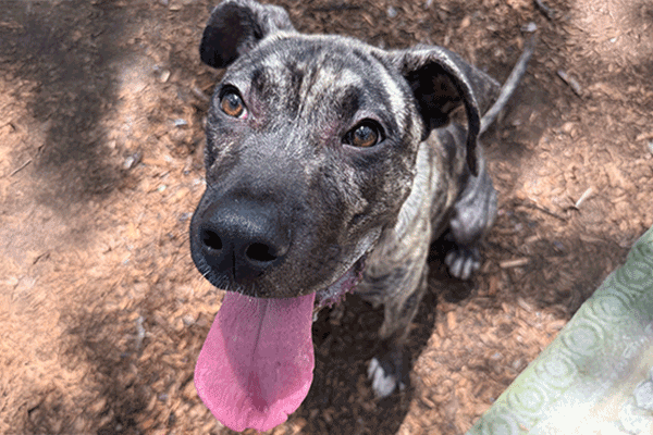 Brindle dog sitting on mulch smiling with his tongue sticking out.