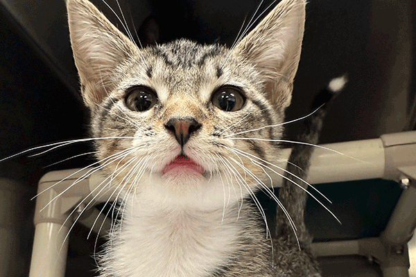 White and Brown Tabby with hazel eyes looking into the camera