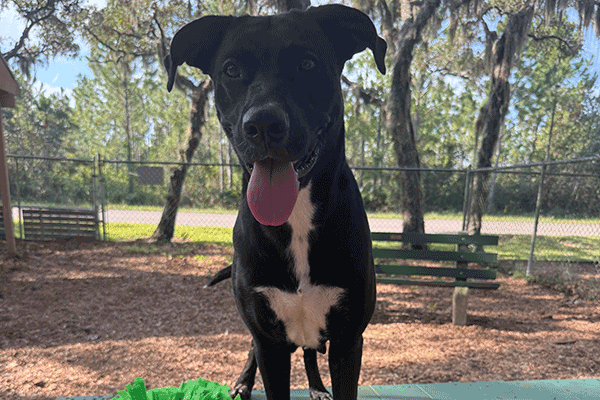 Black and white dog smiling with her tongue hanging out standing on a green bench