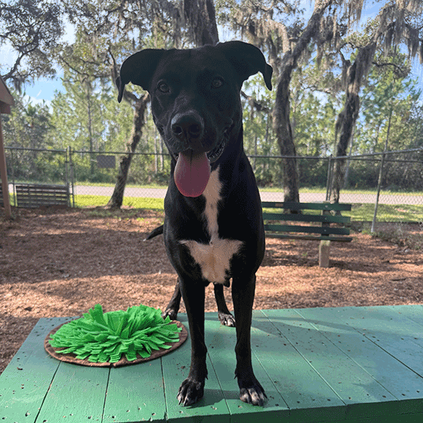 Black and white dog smiling with her tongue hanging out standing on a green bench