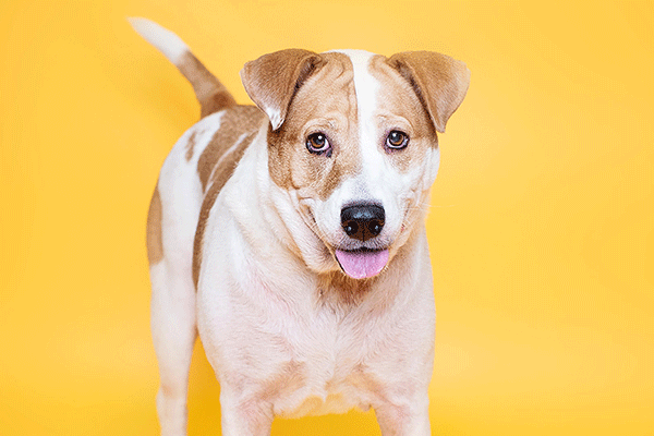 White dog with light brown markings, looking cute with tongue out. Yellow backdrop.