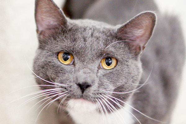 Gray cat with white markings and golden eyes crouched looking at person taking photo
