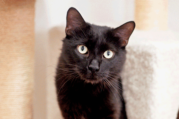 Black cat standing on a white cat tree looking at you