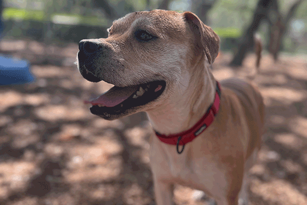 Brown and white dog wearing a red collar standing in the mulch with a smile.
