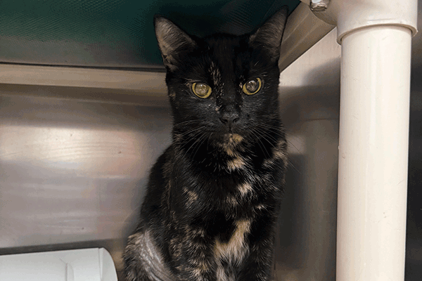 Tortoise Shell cat with hazel eyes looking at you sitting under a green bed stand.