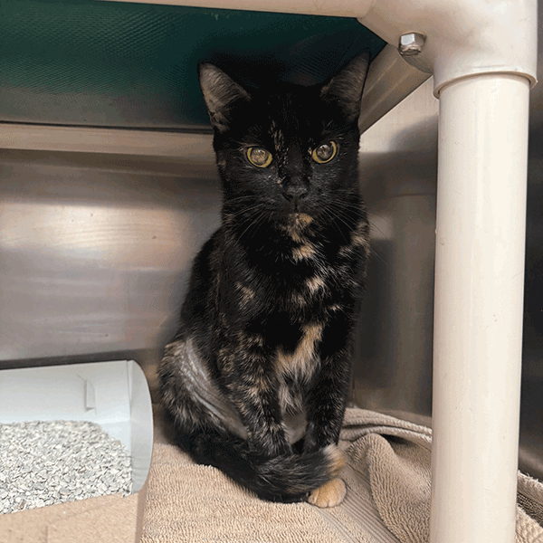 Tortoise Shell cat with hazel eyes looking at you sitting under a green bed stand.