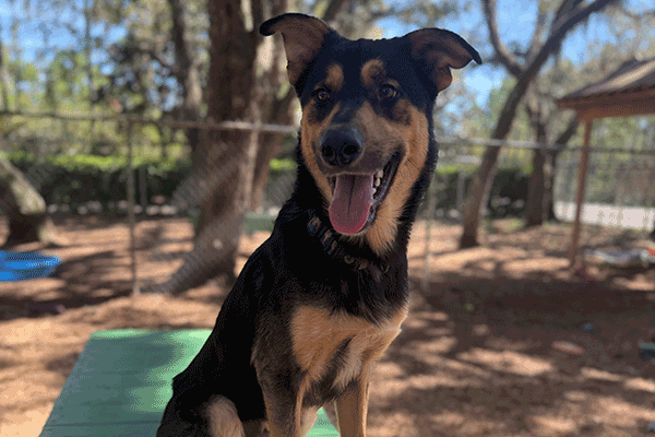 Black and tan dog sitting on a green bench smiling