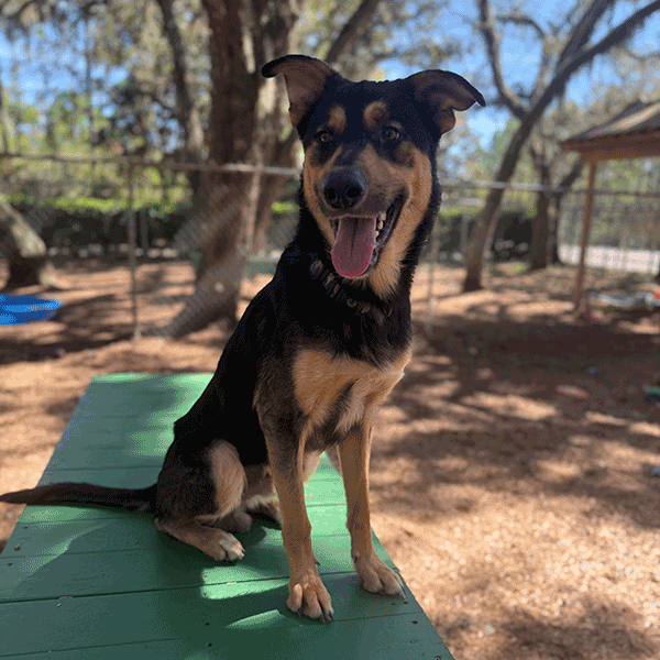 Black and tan dog sitting on a green bench smiling