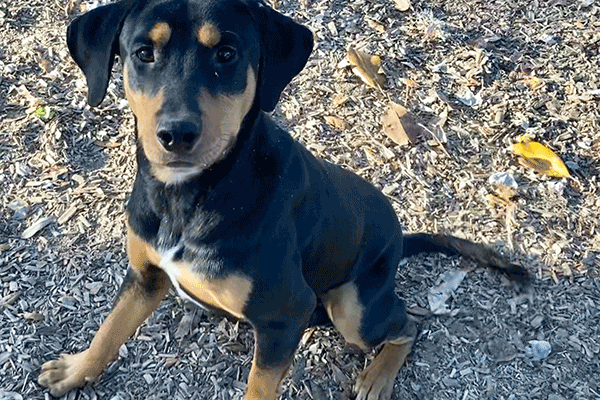 Black and brown dog sitting in the mulch looking at you.