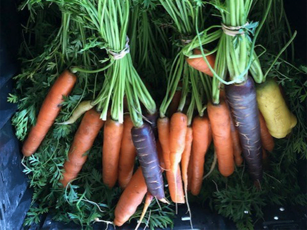 Freshly picked colorful carrots with stems