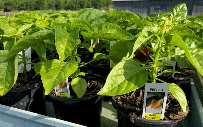 Potted datil plants with metal farm building in background