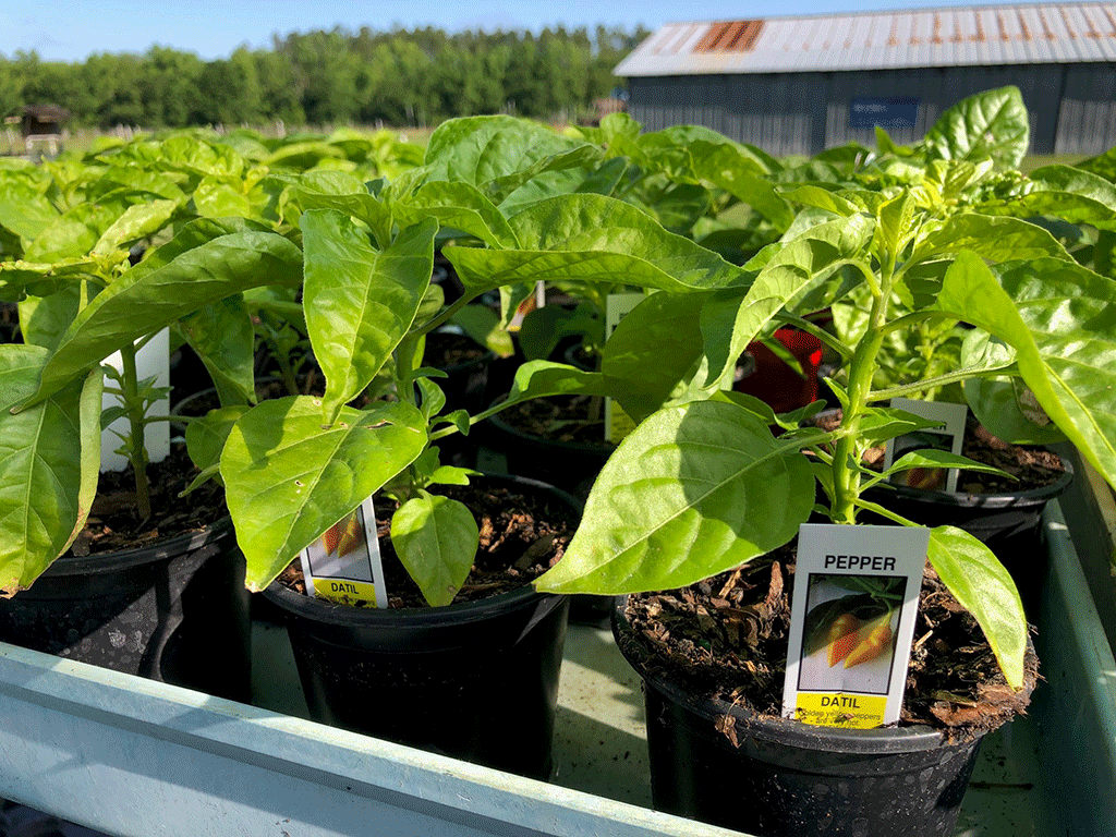Potted datil plants with metal farm building in background