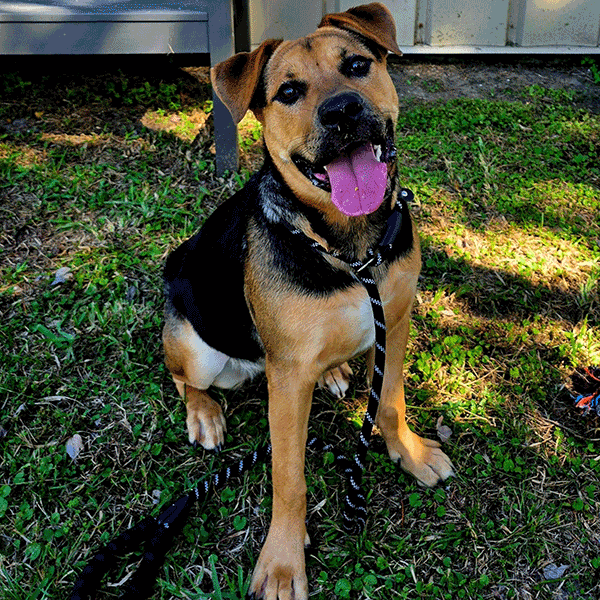 Black and tan dog sitting in the grass with her tongue hanging out