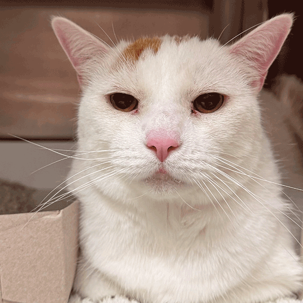 White and caramel cat laying down looking in the camera