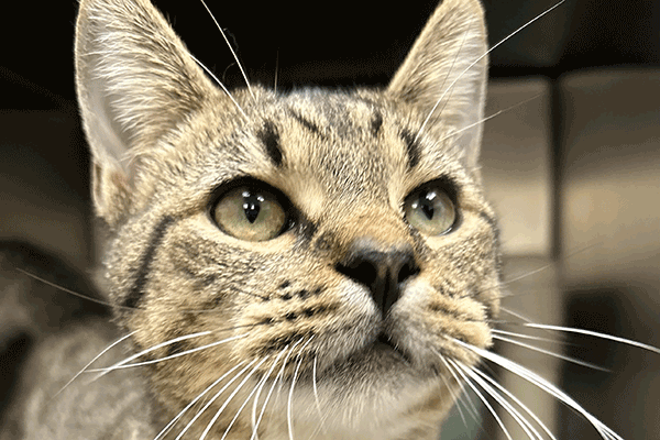 Brown tabby cat looking in the camera