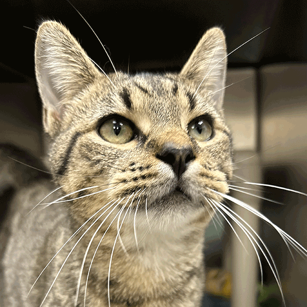 Brown tabby cat looking in the camera
